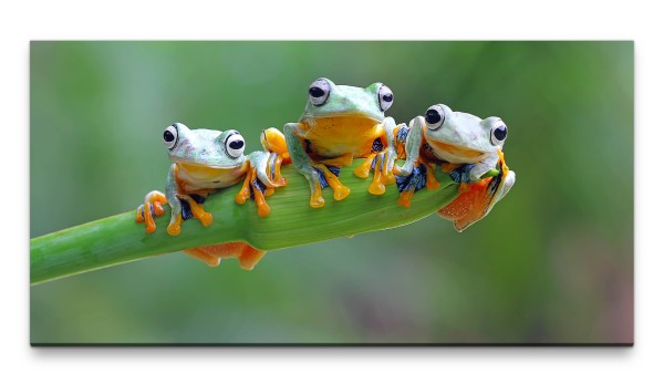 Bilder XXL Drei Frösche auf Blatt 50x100cm Wandbild auf Leinwand