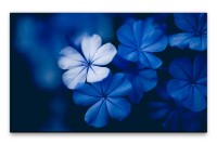 Bilder XXL Blaue Blümchen Wandbild auf Leinwand