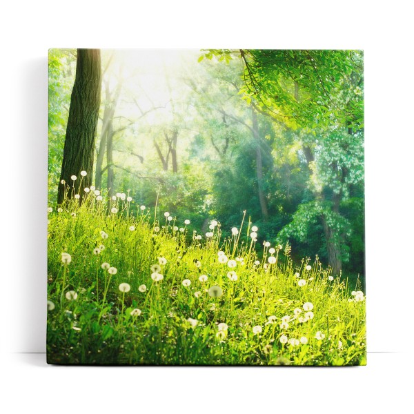 Wald Bäume Grün Pusteblumen Wiese Gras Sonnenschein