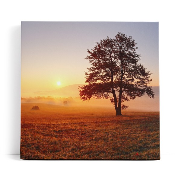 Baum Morgentau Sonnenaufgang Feld Natur Nebel