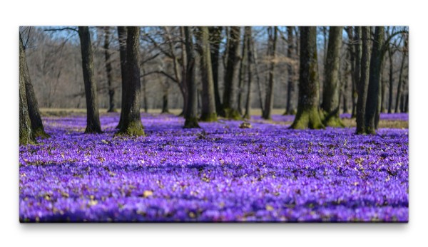 Bilder XXL Frühlingsblumenteppich 50x100cm Wandbild auf Leinwand