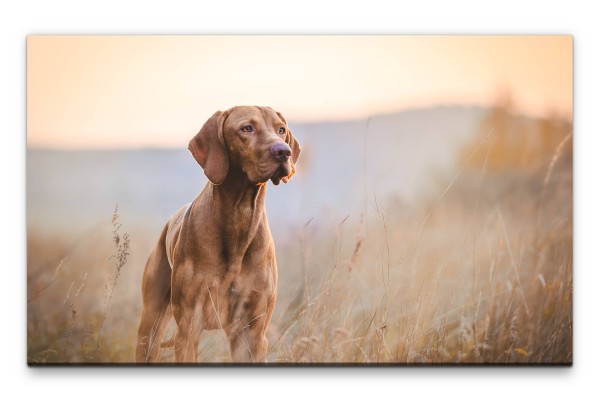 Bilder XXL Wachsamer Hund Wandbild auf Leinwand