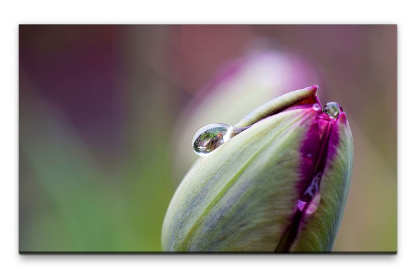 Bilder XXL Tulpe mit Tautropfen Wandbild auf Leinwand