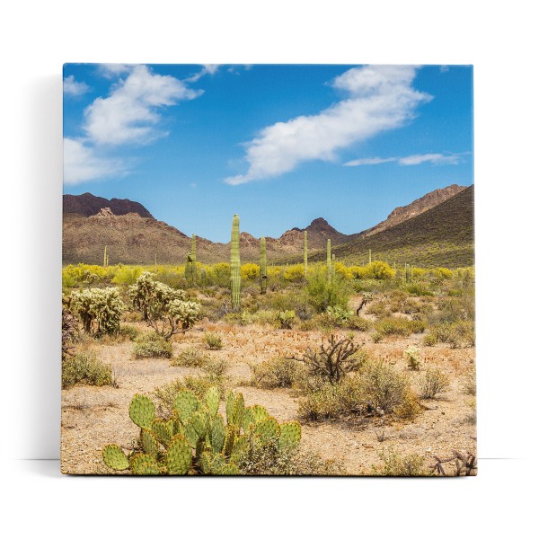 Kakteen Wüstenberge Mexiko Landschaft Sonnenschein