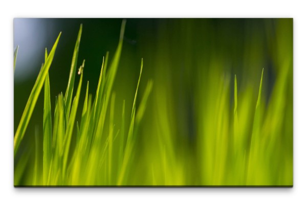 Bilder XXL Saftiges Grass Wandbild auf Leinwand