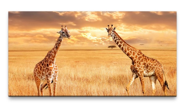 Bilder XXL Giraffen in Afrika 50x100cm Wandbild auf Leinwand