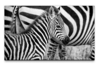 Bilder XXL Kleines Zebra Wandbild auf Leinwand