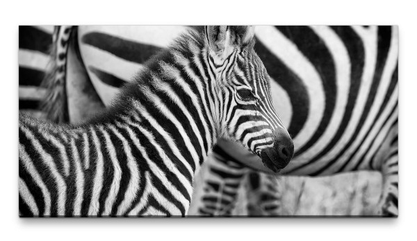 Bilder XXL Kleines Zebra 50x100cm Wandbild auf Leinwand