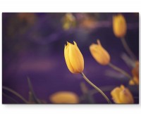 Gelbe Tulpe + violetter Hintergrund - Leinwandbild