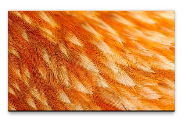 Bilder XXL Vogelfedern orange Wandbild auf Leinwand