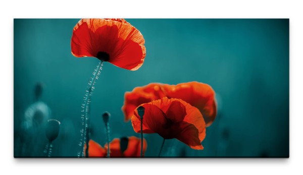 Bilder XXL Mohnblumen 50x100cm Wandbild auf Leinwand