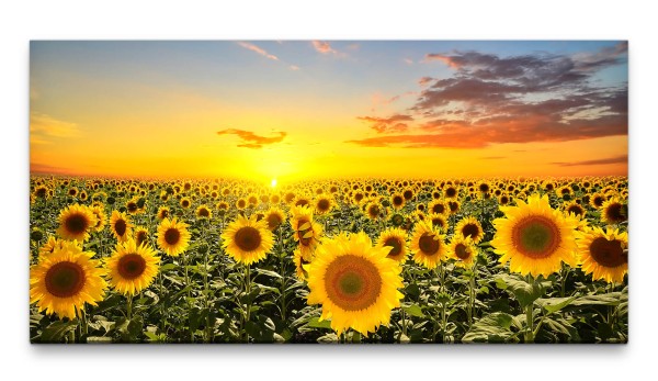 Bilder XXL Sonnenblumen 50x100cm Wandbild auf Leinwand