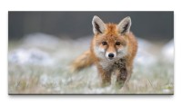 Bilder XXL Kleiner Rotfuchs 50x100cm Wandbild auf Leinwand