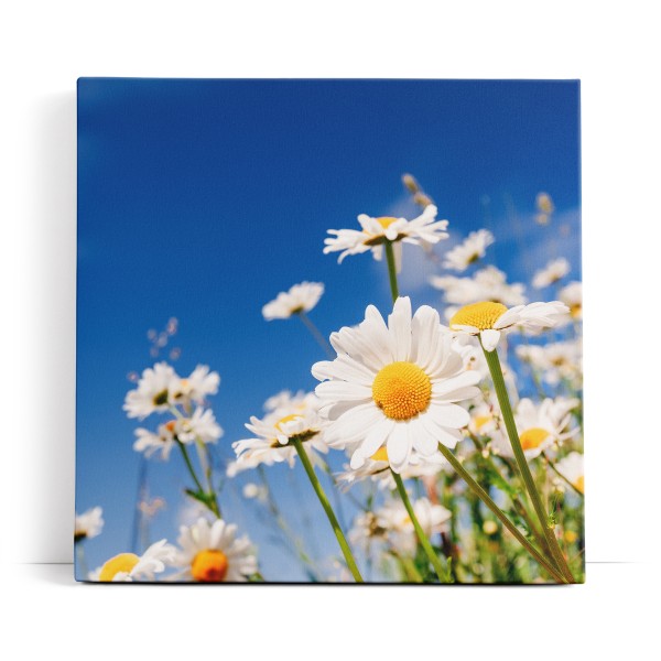 Gänseblümchen Blumen blauer Himmel Sonnenschein Sommer