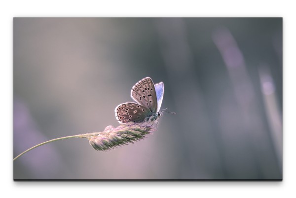 Bilder XXL Schmetterling auf Grashalm Wandbild auf Leinwand