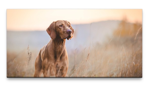 Bilder XXL Wachsamer Hund 50x100cm Wandbild auf Leinwand